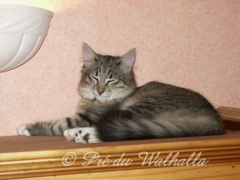 Photo de Bona Dea  4,5 mois