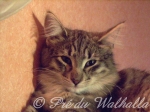 Photo de Bona Dea du Pré du Walhalla, 4,5 mois