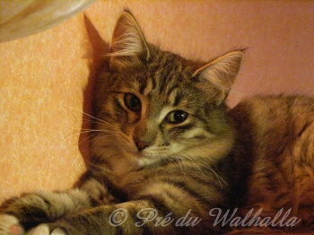 Photo de Bona Dea  4,5 mois