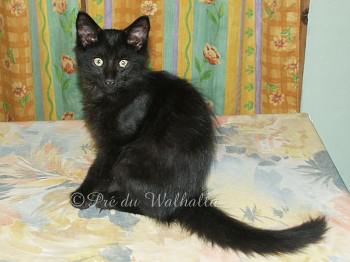 Bragi, 3.5 months old