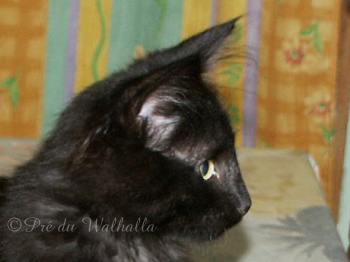 Bragi, 3.5 months old