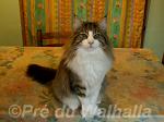 Alsvid du Pr du Walhalla
