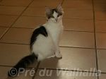 Ange du Pr du Walhalla