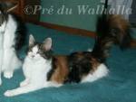 Aud du Pr du Walhalla