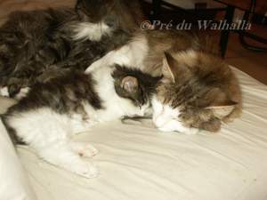 Bel-Ami du Pr du Walhalla et maman Shiva