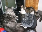Bel-Ami du Pr du Walhalla et son copain Ticoeur le Maine-Coon
