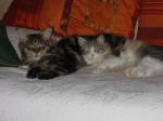 Bluebell du Pr du Walhalla et son copain Maine-Coon