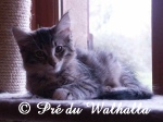 Bona Dea du Pr du Walhalla