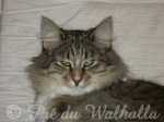 Photo de Kamille of Simchat à 2 ans
