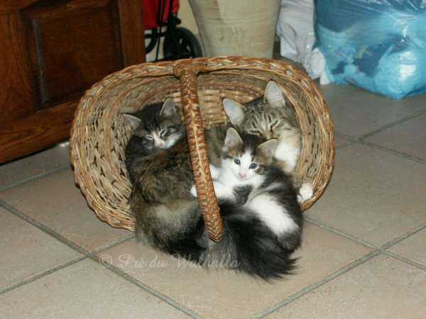 Kamille et chatons