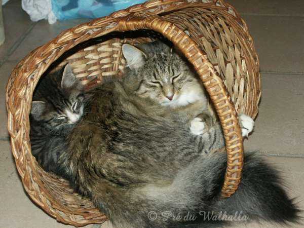 Kamille et chatons
