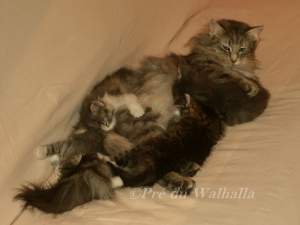 Ofelia et ses chatons 2006