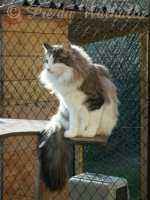 Photo de Shiva des Fées d'Avalon à 1,5 an