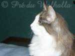 Photo de Shiva des Fées d'Avalon à 6 mois