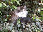 Photo de Shiva des Fées d'Avalon à 10 mois
