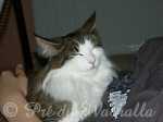 Photo de Shiva des Fées d'Avalon à 3 ans