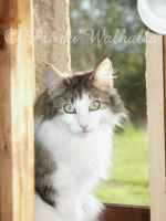 Photo de Shiva des Fées d'Avalon à 2 ans
