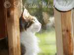 Photo de Shiva des Fées d'Avalon à 2 ans