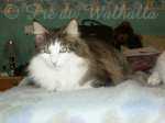 Photo de Shiva des Fées d'Avalon à 2 ans