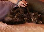 Photos de Thémis du Pré du Walhalla à 2 ans
