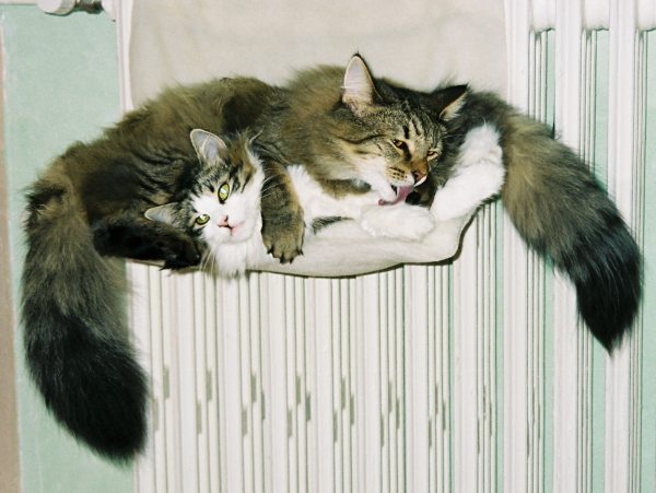 Udini & Violette du Pr du Walhalla