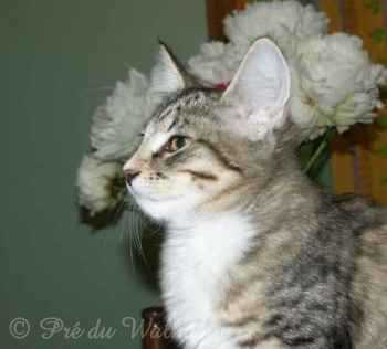 kamille  3,5 mois