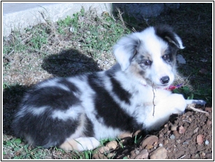 Picture of Cocktail, australian shepherd