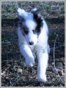 Picture of Cocktail, australian shepherd