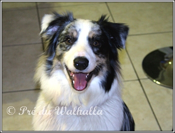 Picture of Cocktail, australian shepherd, 1 year old