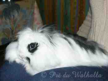 Photo de Frisette