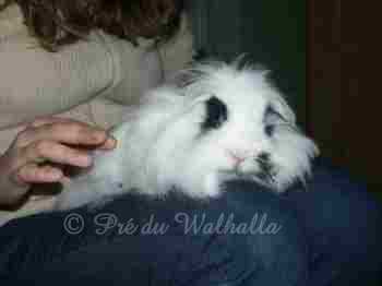 Photo de Frisette