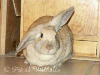 Lilas