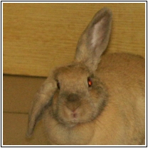 Photo de Lilas, lapin nain bélier