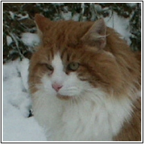 Photo de Valmiki du Pré du Walhalla