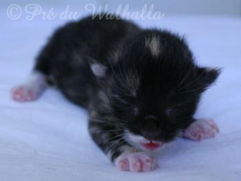 Photo Chaton