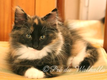 Photo Chaton
