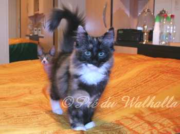 Photo Chaton