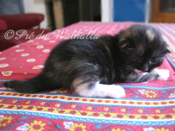 Photo Chaton