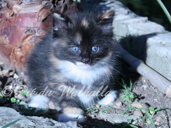 Photo Chaton