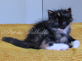 Photo Chaton