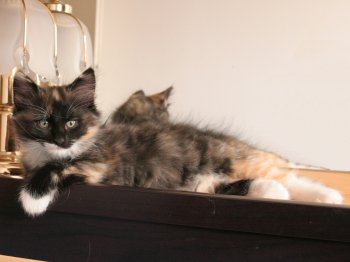 Photo Chaton