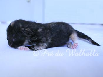 Photo Chaton
