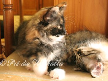 Photo Chaton