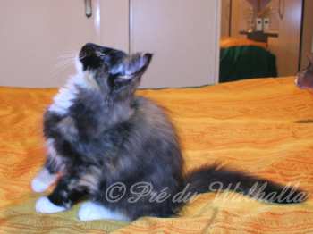 Dakini Photo Chaton