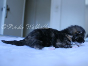 Photo Chaton