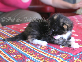 Photo Chaton