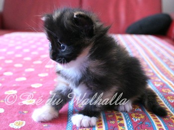 Photo Chaton