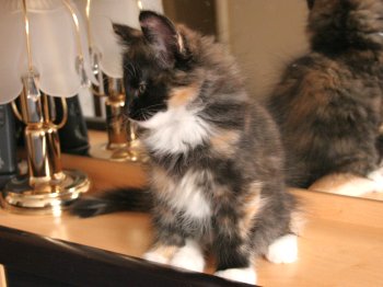 Photo Chaton