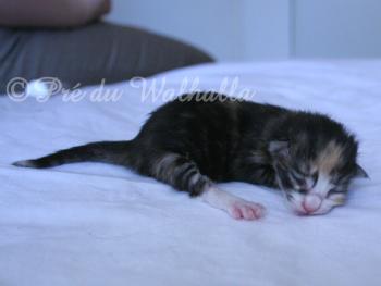 Photo Chaton