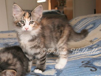 Photo Chaton